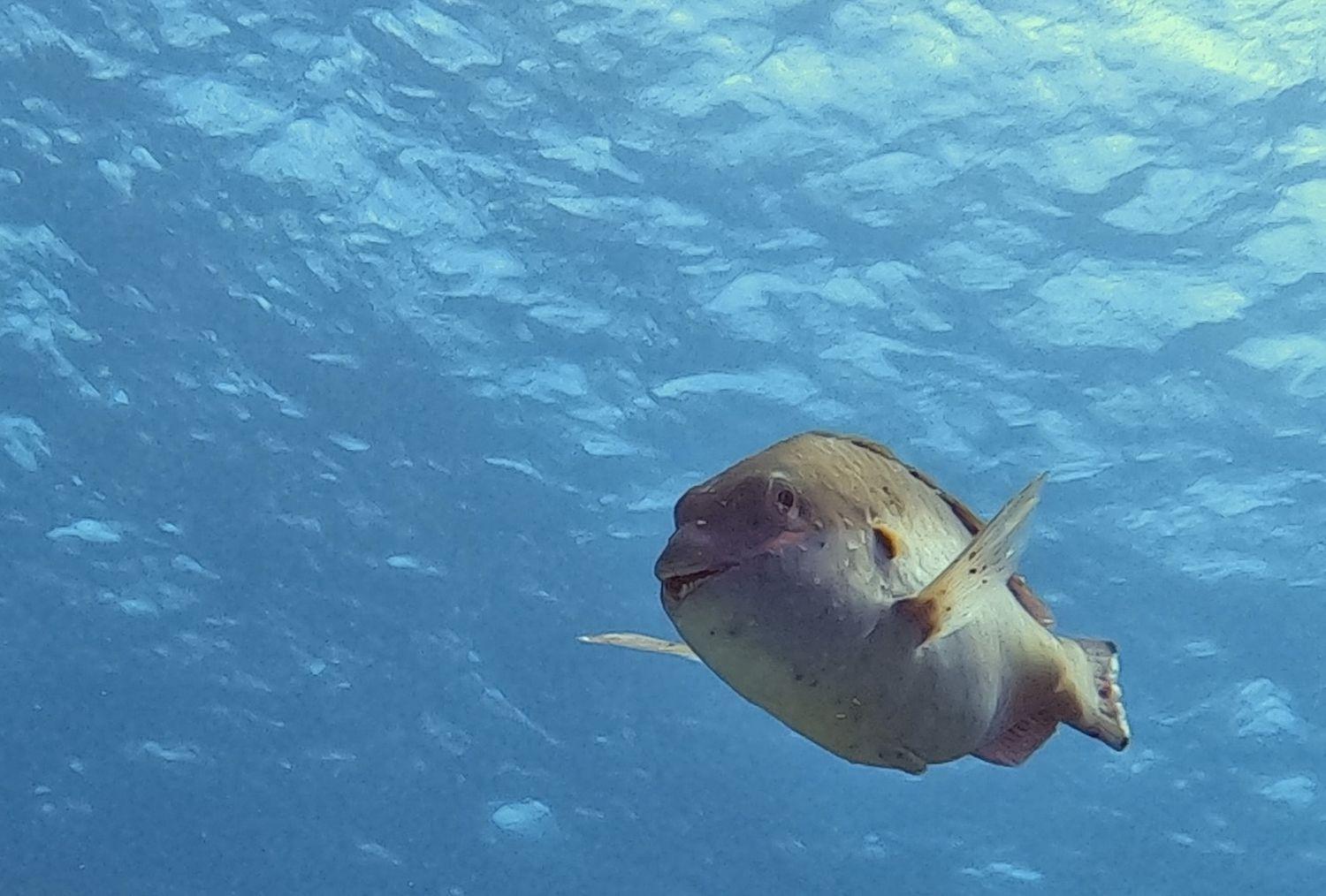 Finisterre Curacao Βίλα Westpunt Εξωτερικό φωτογραφία
